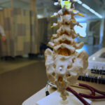 A model of a spine in the pain clinic.