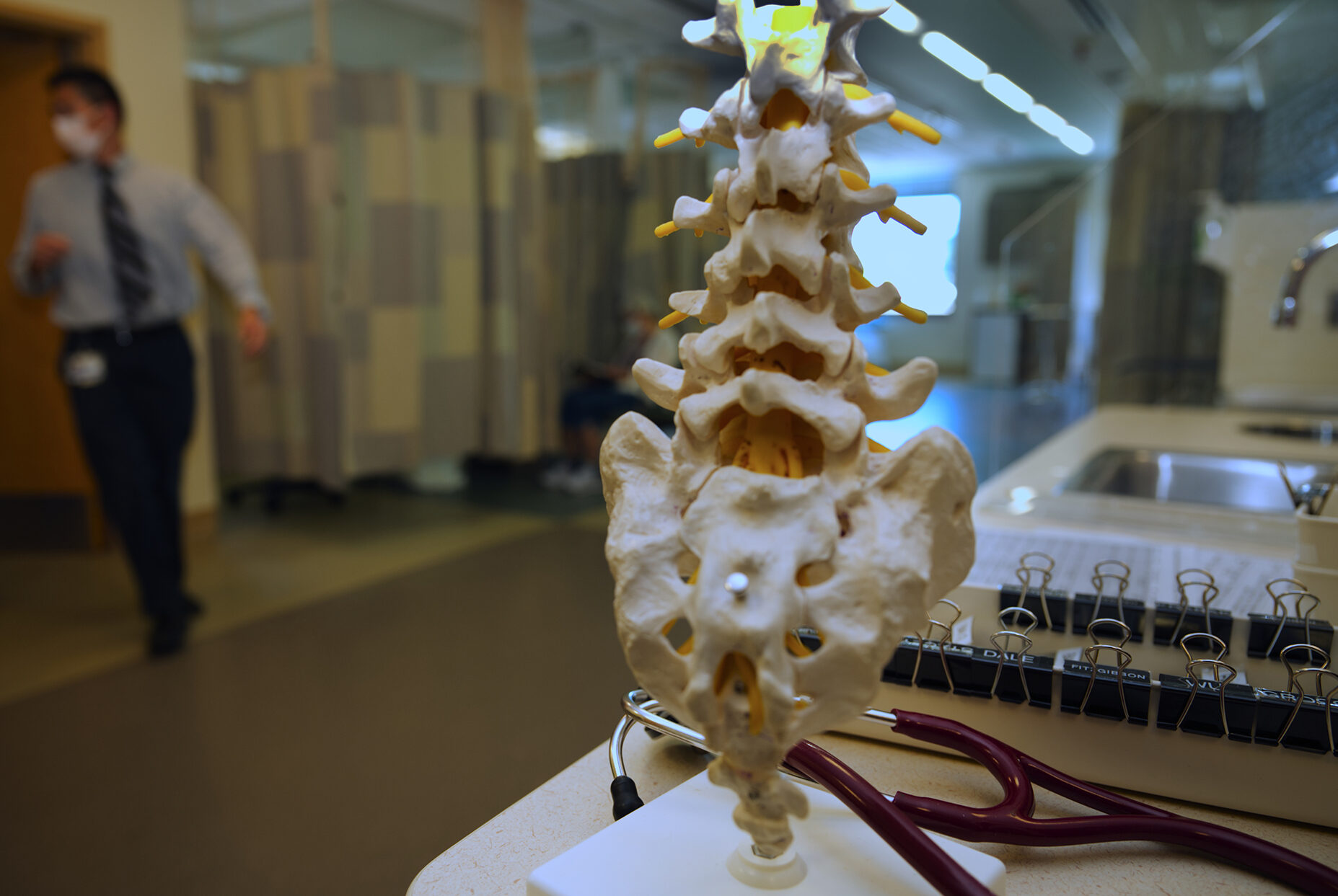 A model of a spine in the pain clinic.