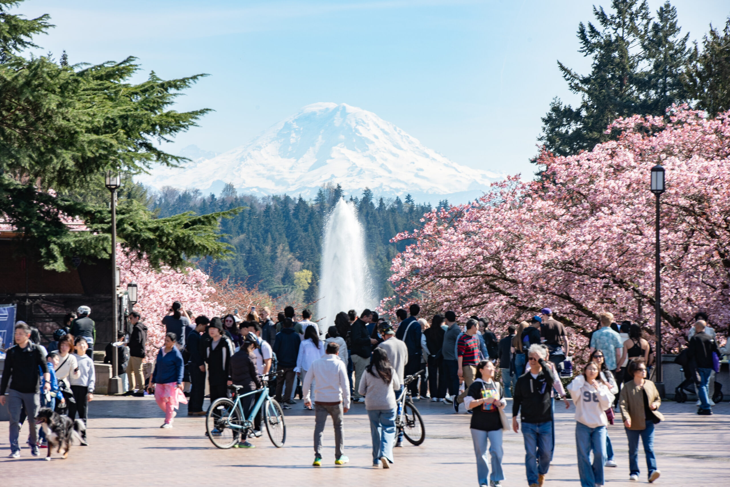 Peak cherry blossoms on the UW quad with the fountain and Mt. Rainier in the background.